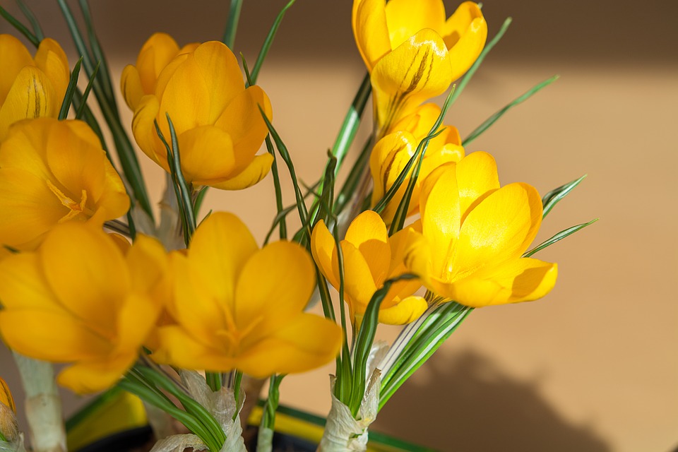 Detail Gambar Bunga Cantik Warna Kuning Nomer 8