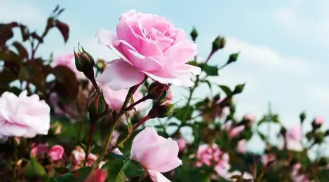Detail Gambar Bunga Cantik Warna Pink Nomer 22
