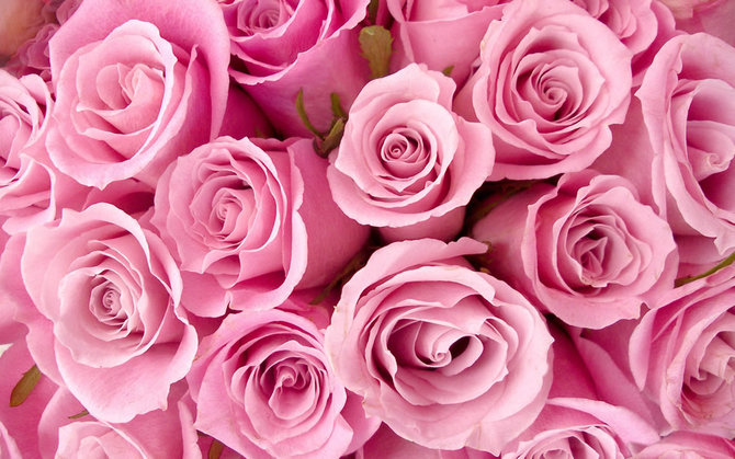 Detail Gambar Bunga Cantik Warna Pink Nomer 30