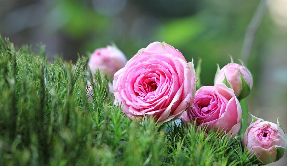 Detail Gambar Bunga Cantik Warna Pink Nomer 45