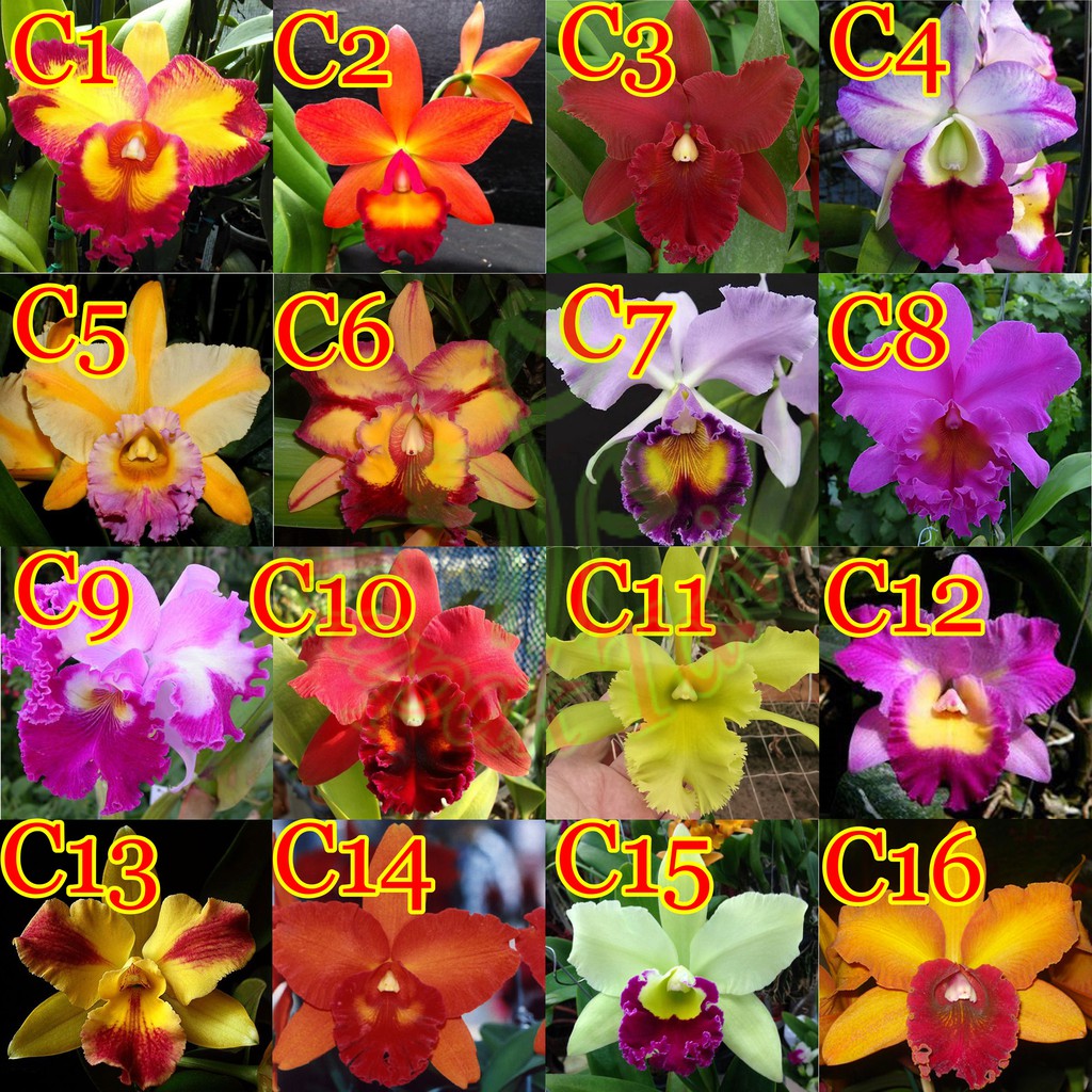 Detail Gambar Bunga Cattleya Nomer 20