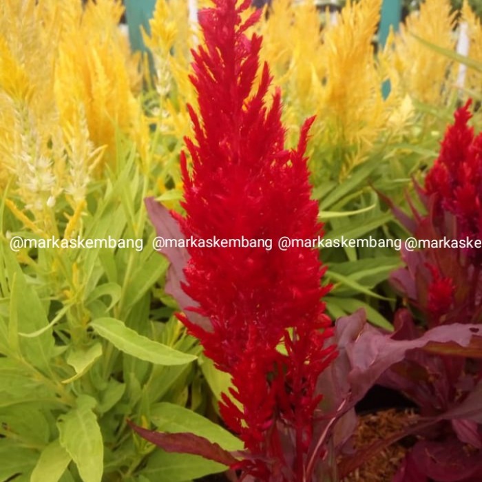 Detail Gambar Bunga Celosia Nomer 19