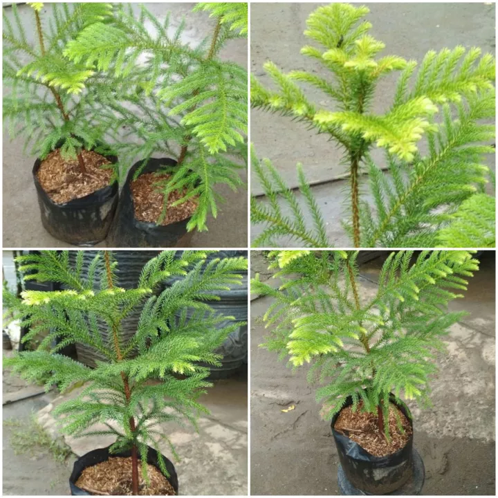 Detail Gambar Bunga Cemara Nomer 53