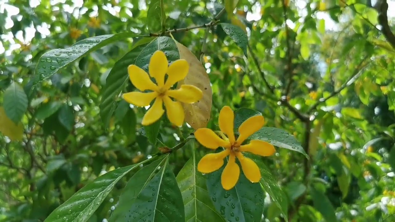 Detail Gambar Bunga Cempaka Hutan Nomer 24