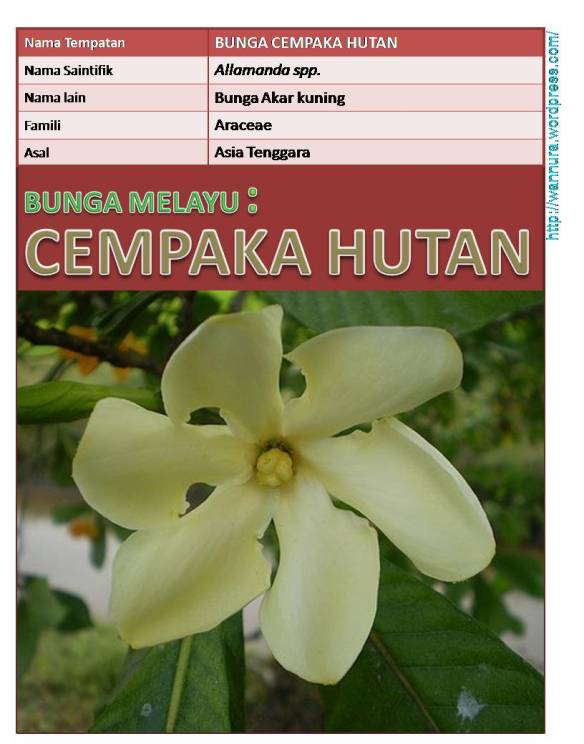 Detail Gambar Bunga Cempaka Hutan Nomer 30