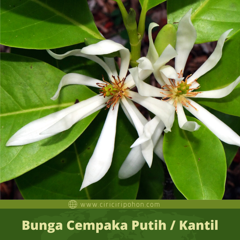 Detail Gambar Bunga Cempaka Hutan Nomer 48