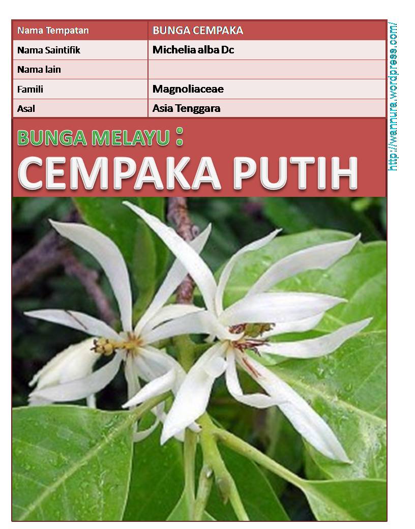 Detail Gambar Bunga Cempaka Hutan Nomer 49