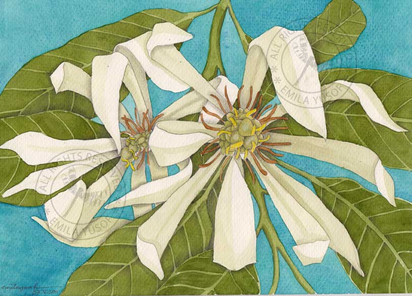 Detail Gambar Bunga Cempaka Lukisan Nomer 17