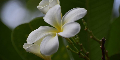 Gambar Bunga Cempaka Putih - KibrisPDR