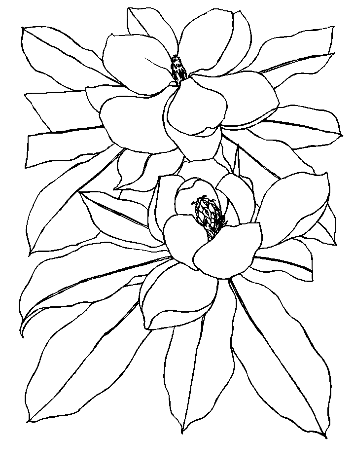 Detail Gambar Bunga Cempaka Sketsa Nomer 37