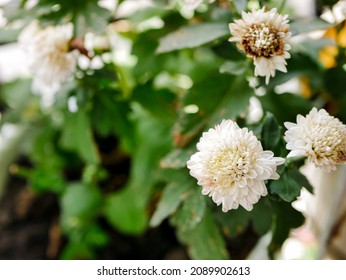 Detail Gambar Bunga Chrysant Nomer 36