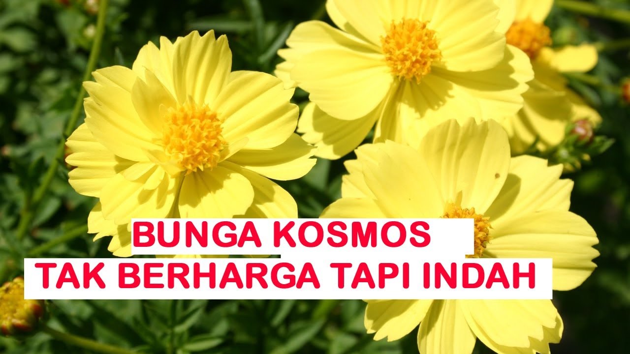 Detail Gambar Bunga Cosmos Nomer 40