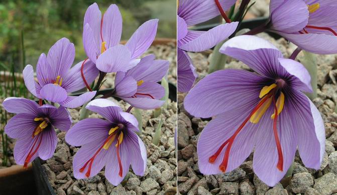 Detail Gambar Bunga Crocus Nomer 9