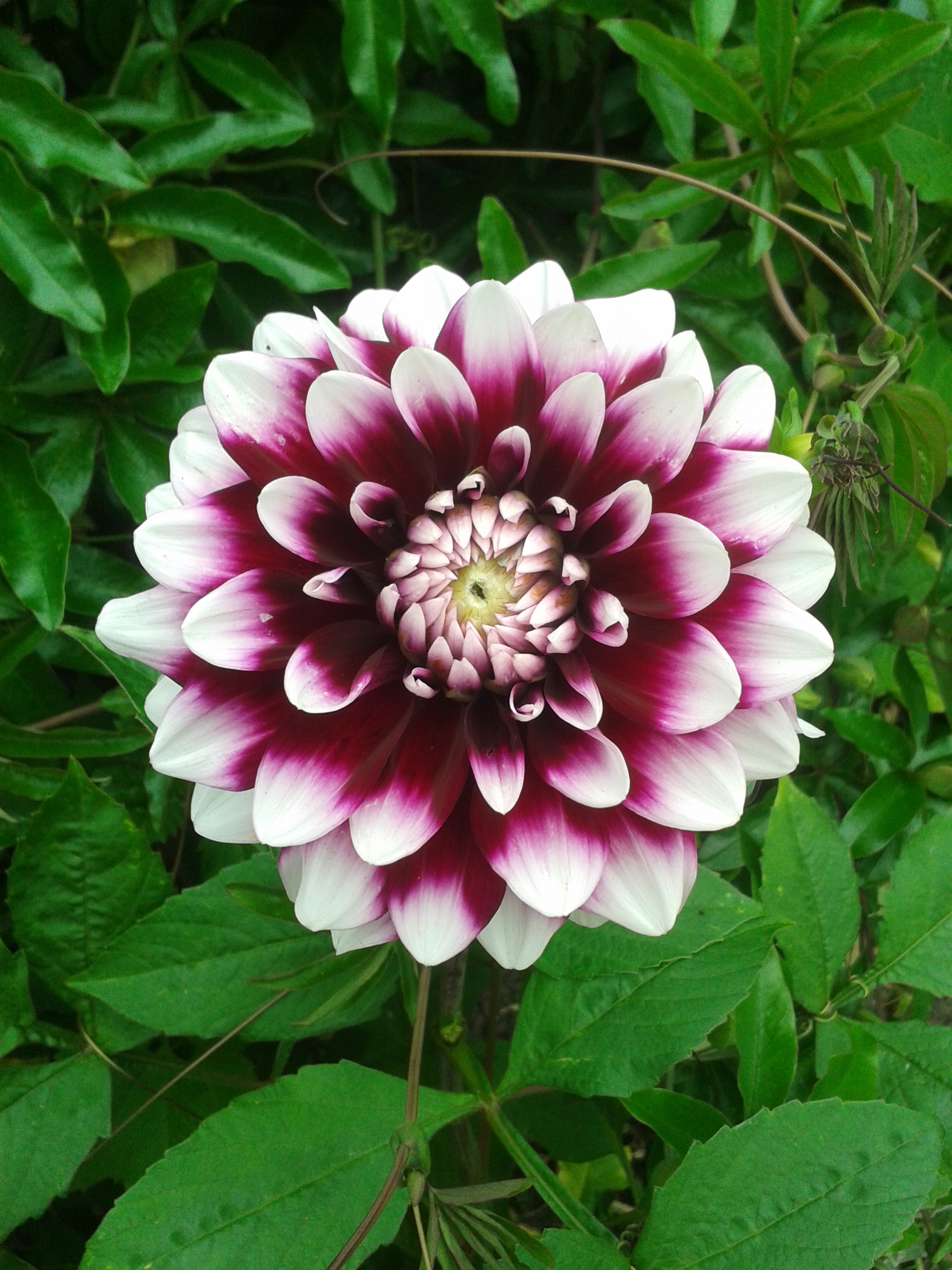 Gambar Bunga Dahlia Berwarna - KibrisPDR