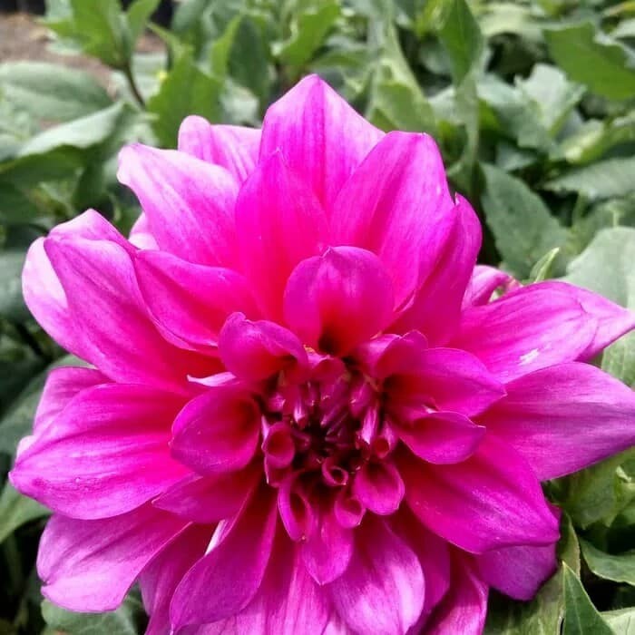 Detail Gambar Bunga Dahlia Berwarna Nomer 2