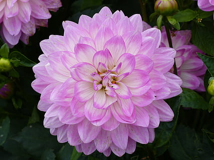 Detail Gambar Bunga Dahlia Berwarna Nomer 11