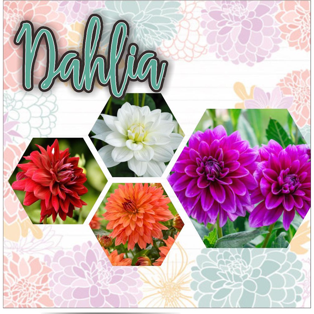 Detail Gambar Bunga Dahlia Berwarna Nomer 13