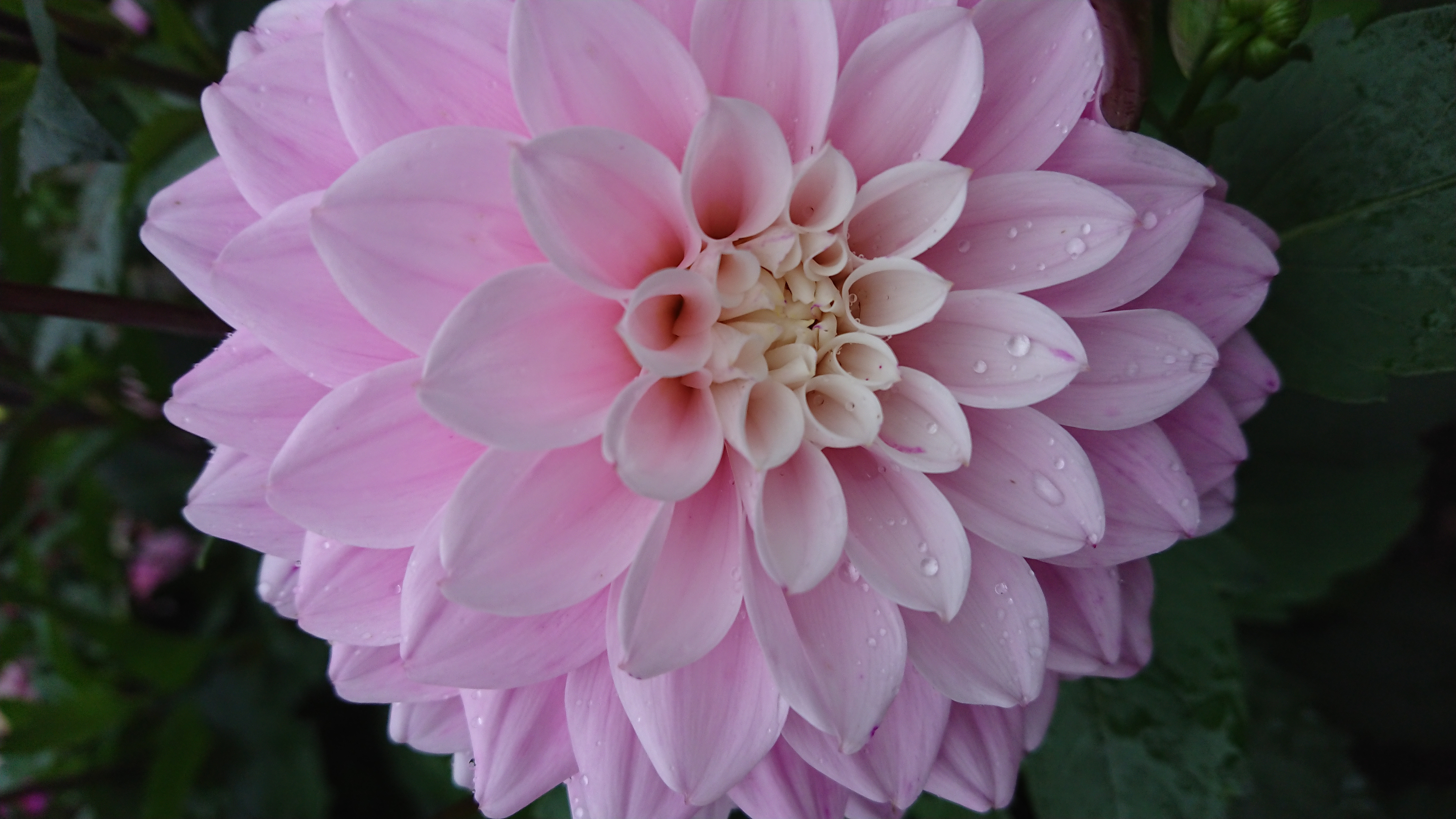 Detail Gambar Bunga Dahlia Berwarna Nomer 14