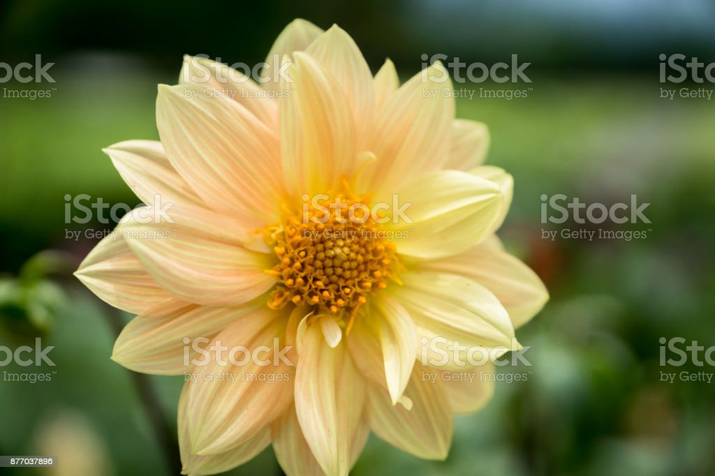 Download Gambar Bunga Dahlia Berwarna Nomer 15