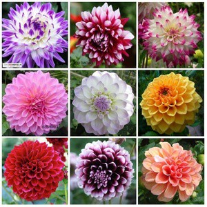 Detail Gambar Bunga Dahlia Berwarna Nomer 20