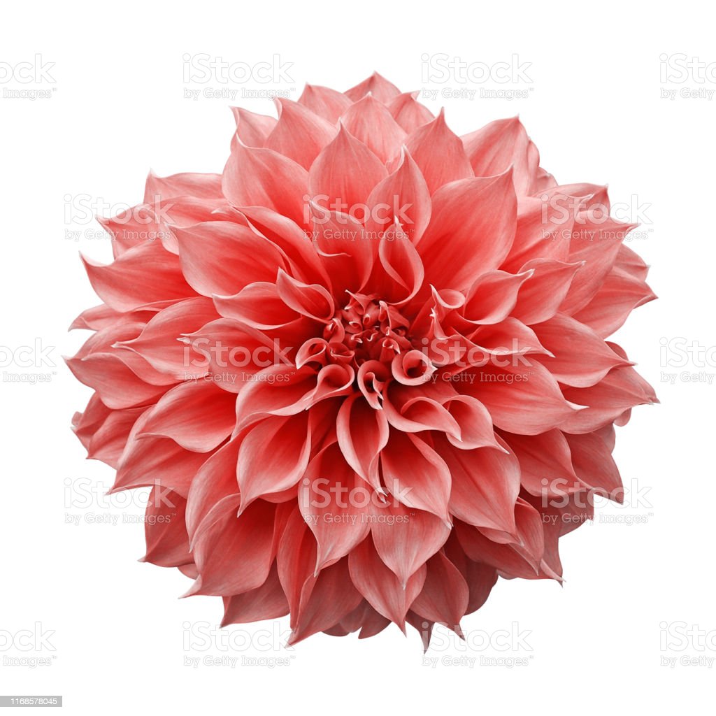 Detail Gambar Bunga Dahlia Berwarna Nomer 21