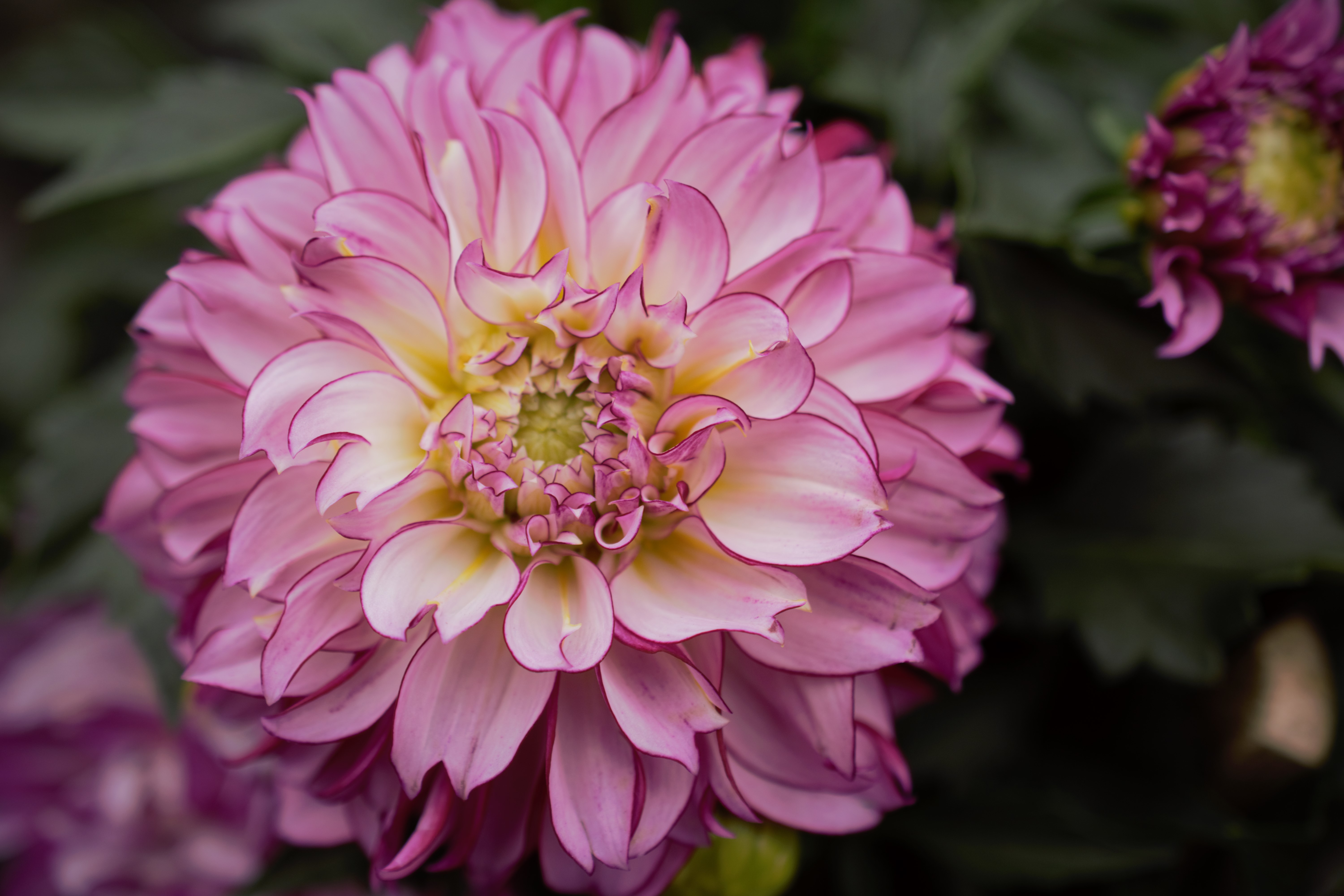 Detail Gambar Bunga Dahlia Berwarna Nomer 22