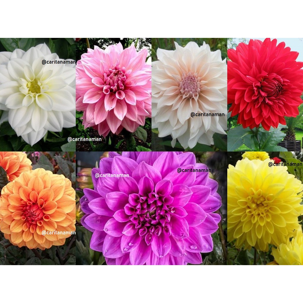 Detail Gambar Bunga Dahlia Berwarna Nomer 25