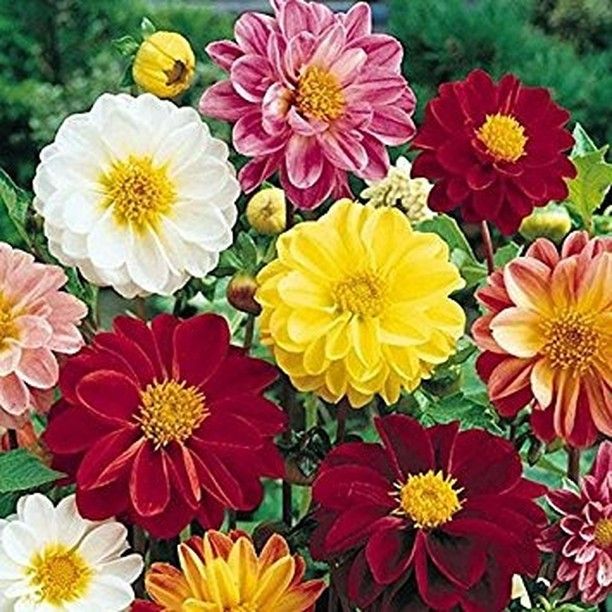 Detail Gambar Bunga Dahlia Berwarna Nomer 29