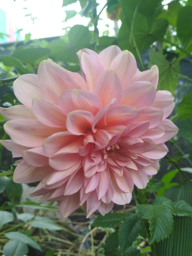 Detail Gambar Bunga Dahlia Berwarna Nomer 4