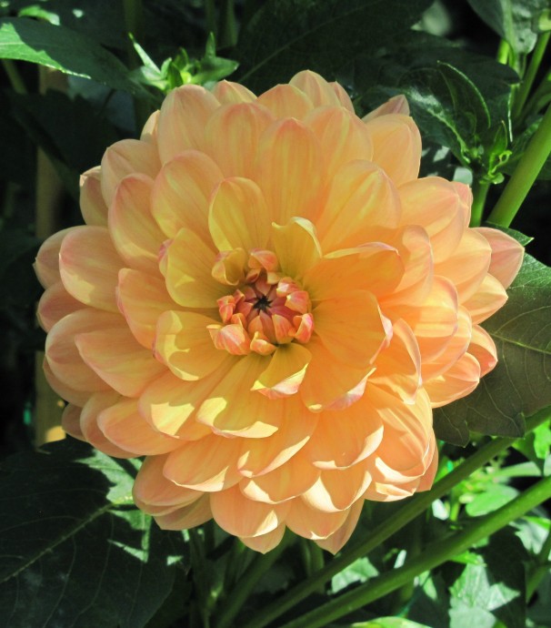 Detail Gambar Bunga Dahlia Berwarna Nomer 30