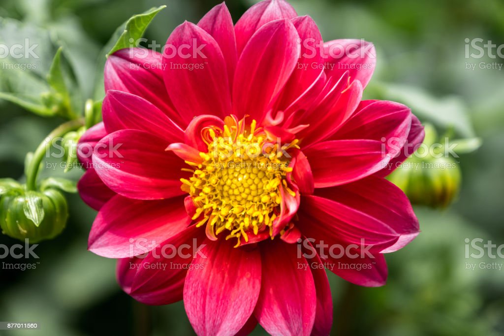 Detail Gambar Bunga Dahlia Berwarna Nomer 31