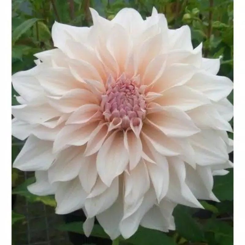 Detail Gambar Bunga Dahlia Berwarna Nomer 34