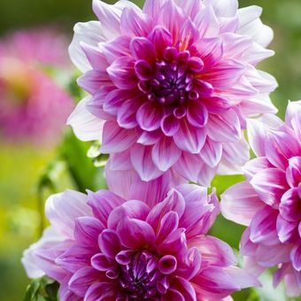 Download Gambar Bunga Dahlia Berwarna Nomer 5