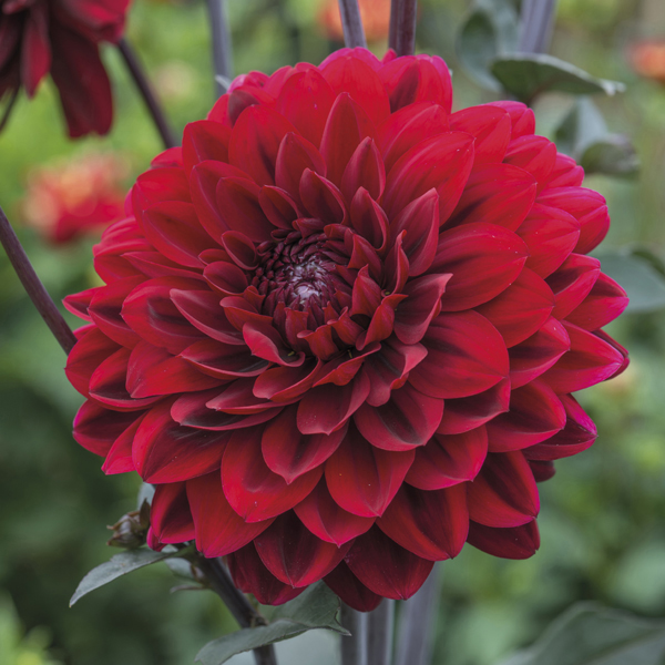 Download Gambar Bunga Dahlia Berwarna Nomer 40