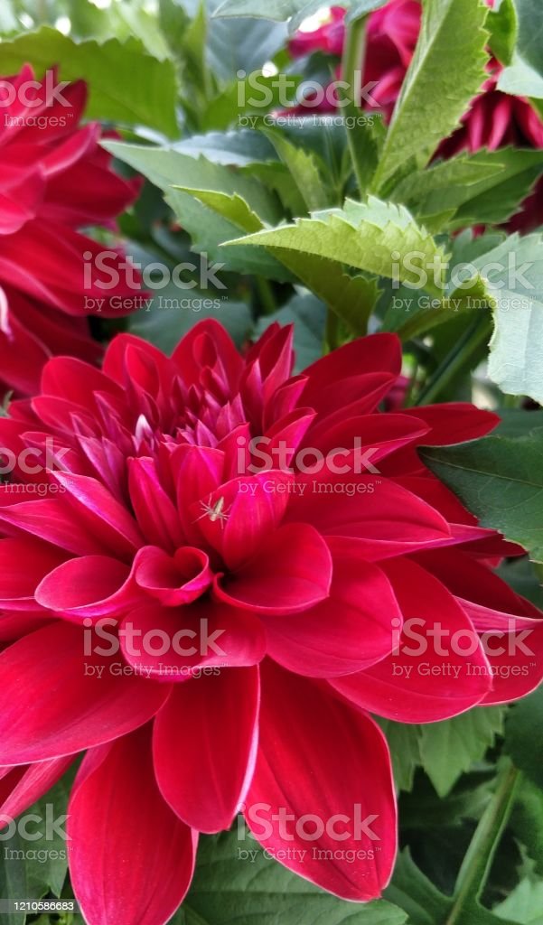 Detail Gambar Bunga Dahlia Berwarna Nomer 44