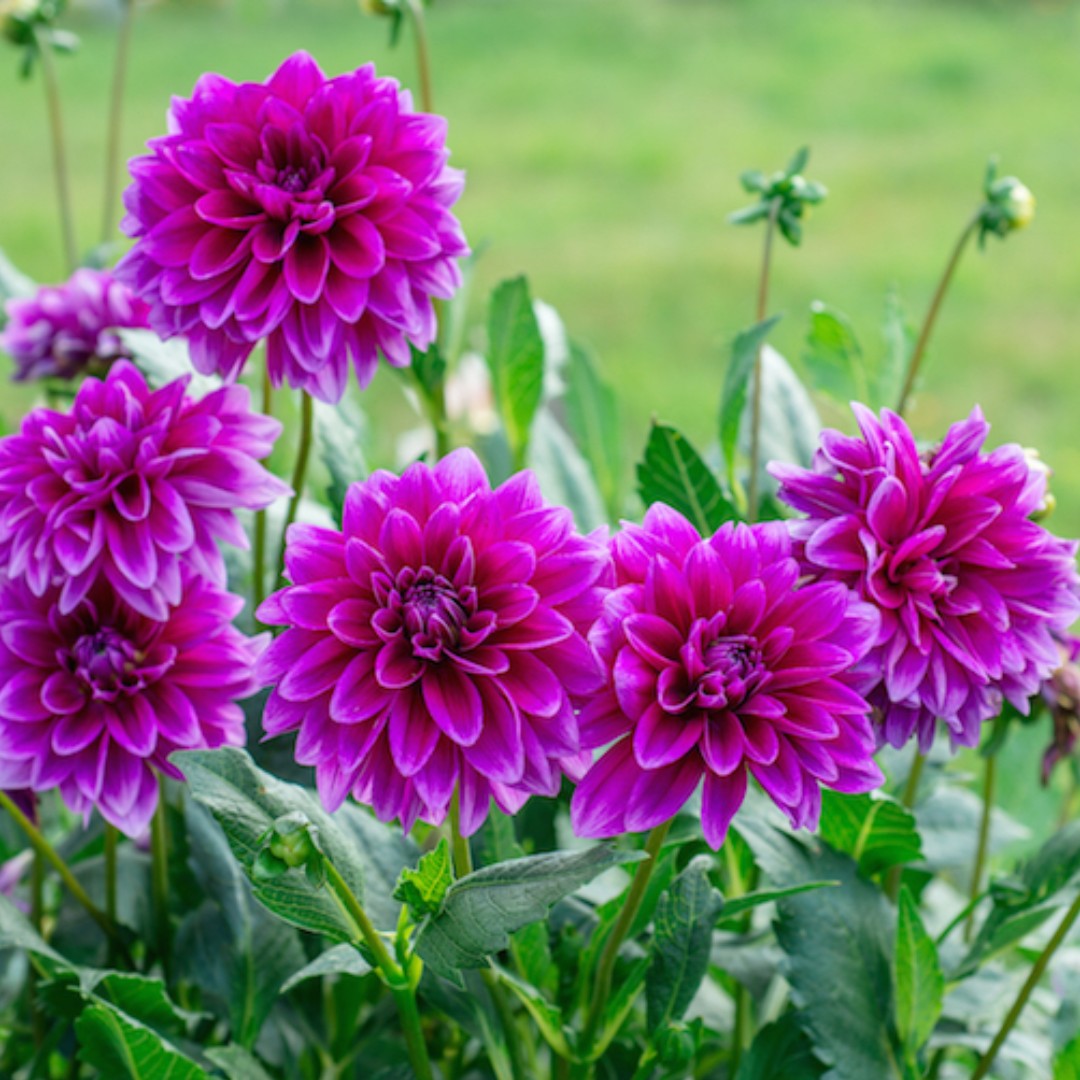 Detail Gambar Bunga Dahlia Berwarna Nomer 53