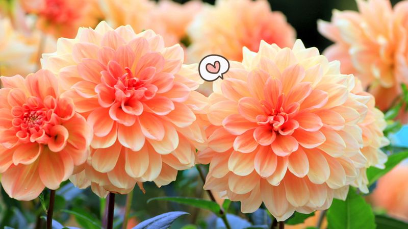 Download Gambar Bunga Dahlia Berwarna Nomer 56