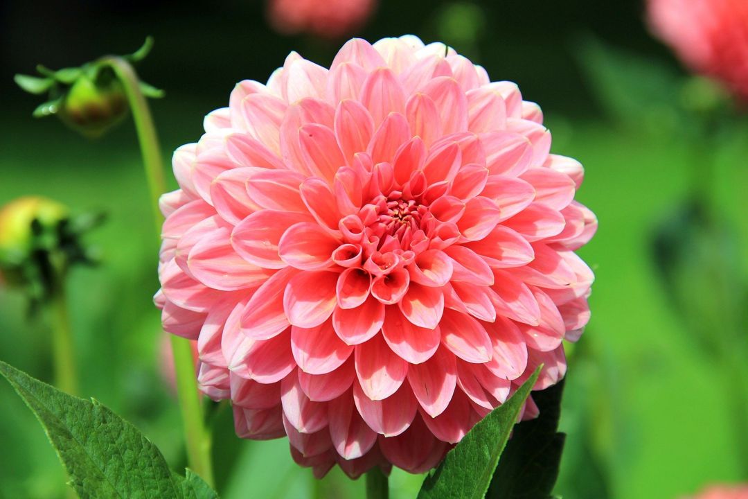 Detail Gambar Bunga Dahlia Berwarna Nomer 10