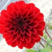 Detail Gambar Bunga Dahlia Dan Warnanya Nomer 15