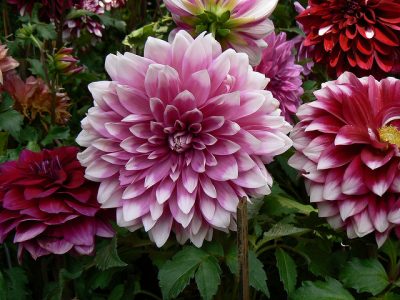 Detail Gambar Bunga Dahlia Dan Warnanya Nomer 27