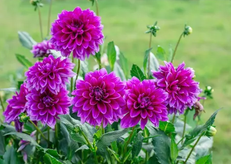 Detail Gambar Bunga Dahlia Dan Warnanya Nomer 37