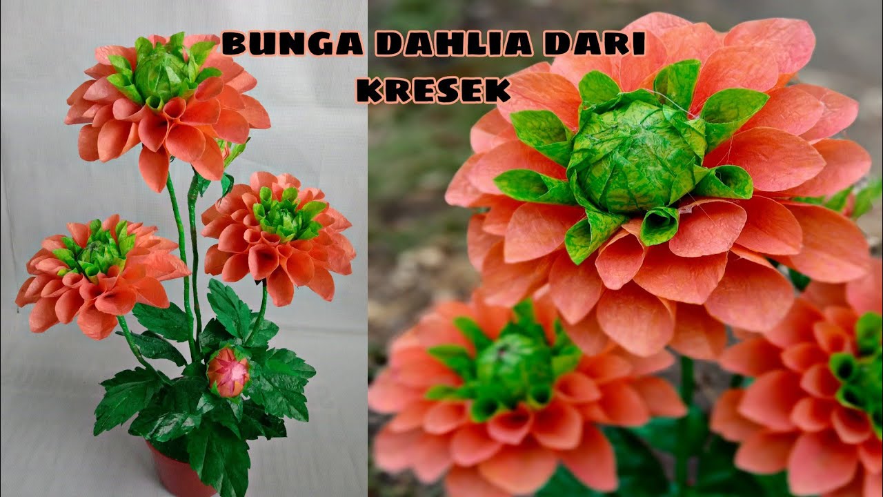 Download Gambar Bunga Dahlia Dari Kantong Plastik Nomer 24