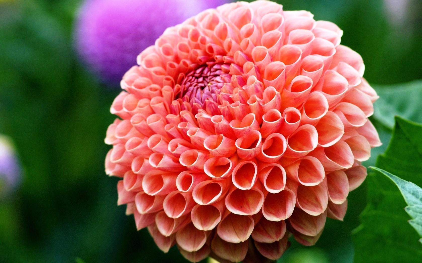 Detail Gambar Bunga Dahlia Hd Nomer 11