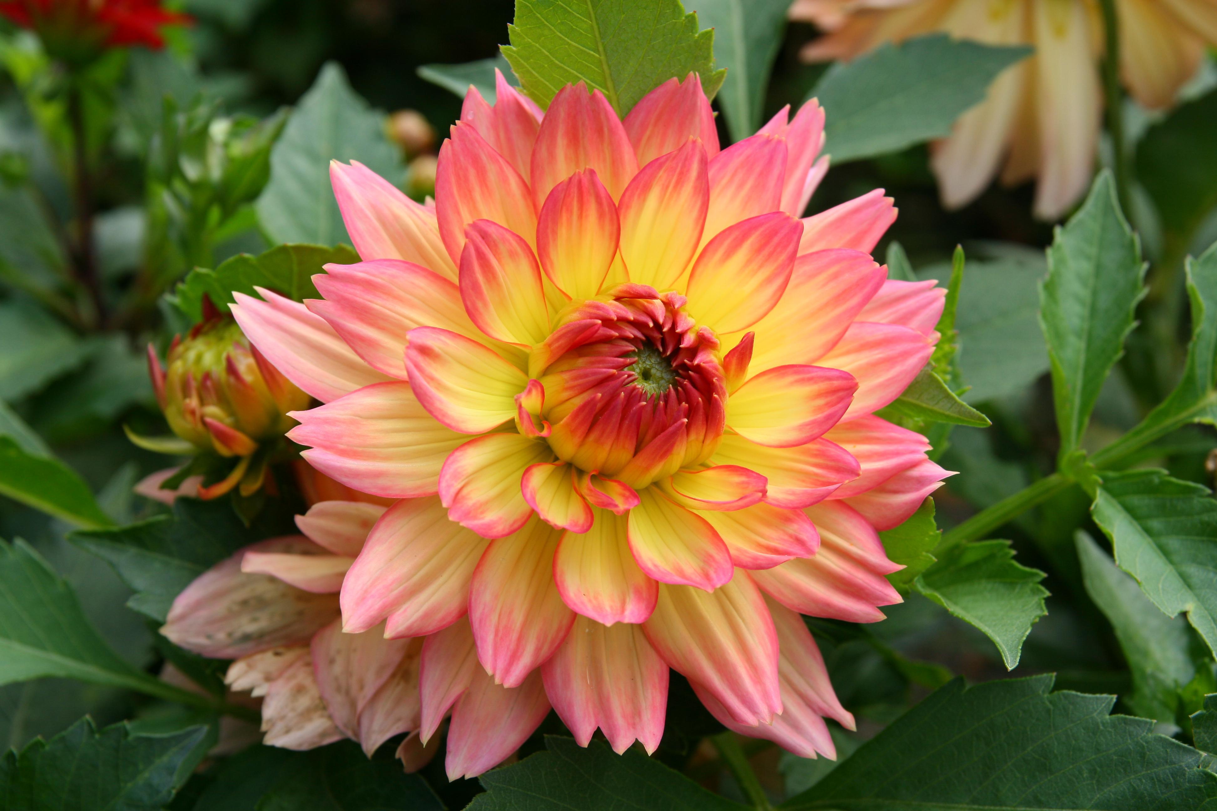 Detail Gambar Bunga Dahlia Hd Nomer 17