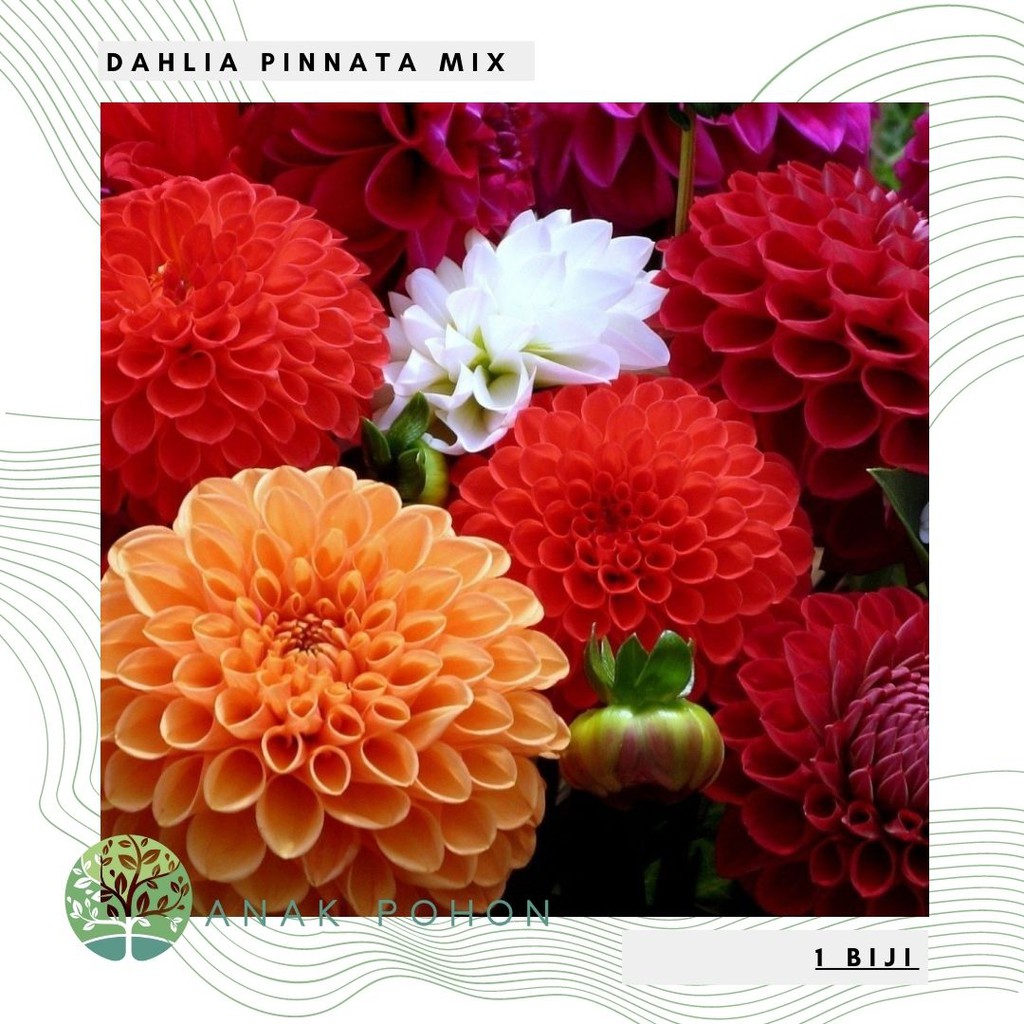 Detail Gambar Bunga Dahlia Hd Nomer 28