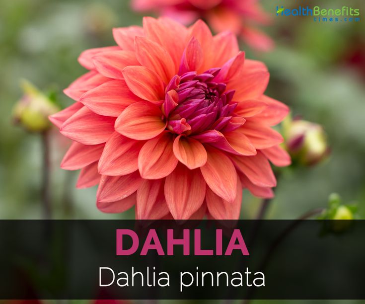 Detail Gambar Bunga Dahlia Hd Nomer 54