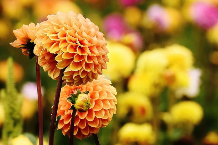 Detail Gambar Bunga Dahlia Hd Nomer 57