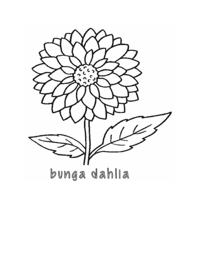 Detail Gambar Bunga Dahlia Hitam Putih Nomer 11