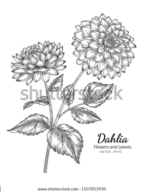 Detail Gambar Bunga Dahlia Hitam Putih Nomer 12