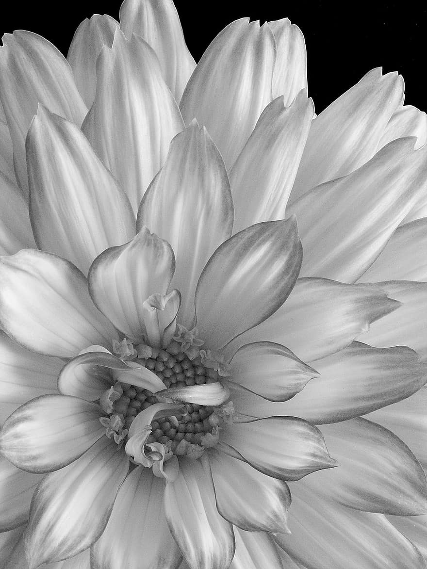 Detail Gambar Bunga Dahlia Hitam Putih Nomer 15